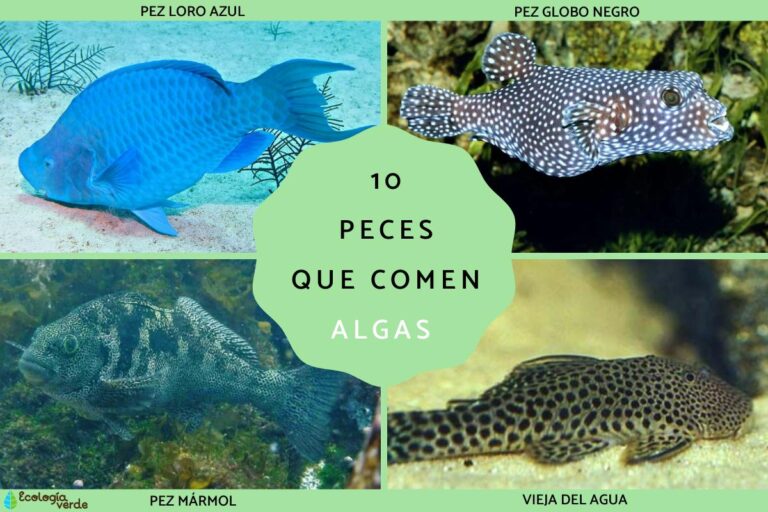 ¡Descubre los peces que comen algas y su importancia en los ecosistemas acuáticos!
